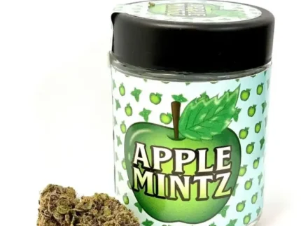 Buy Apple Mintz Strain | Backpackboyz