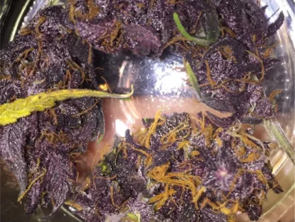 Buy Purple Kush online