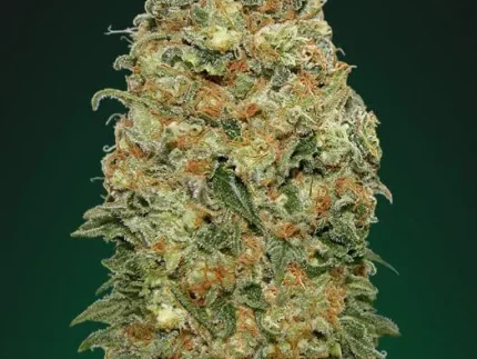 Buy White Widow